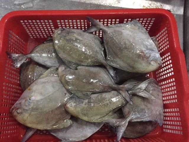 Frozen Seafood IQF Whole Round Black Pomfret Fish For Whole Sale - Image 3