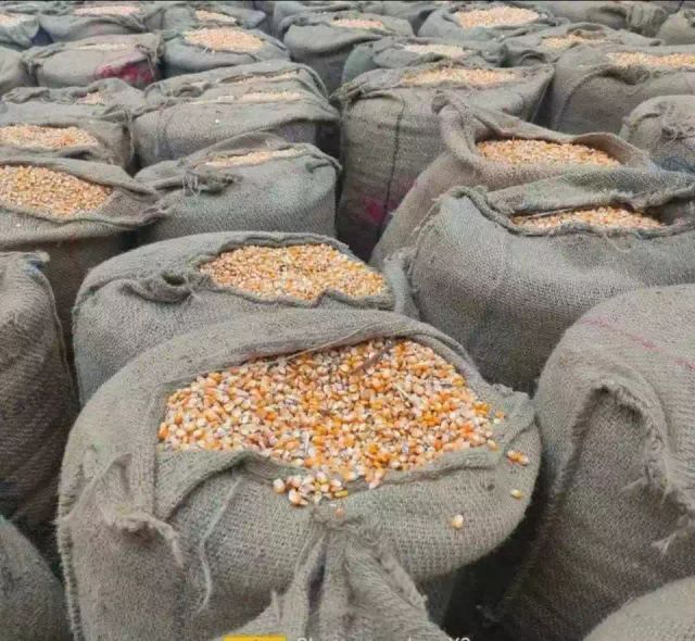 Maize/corn for Human consumption - Image 2