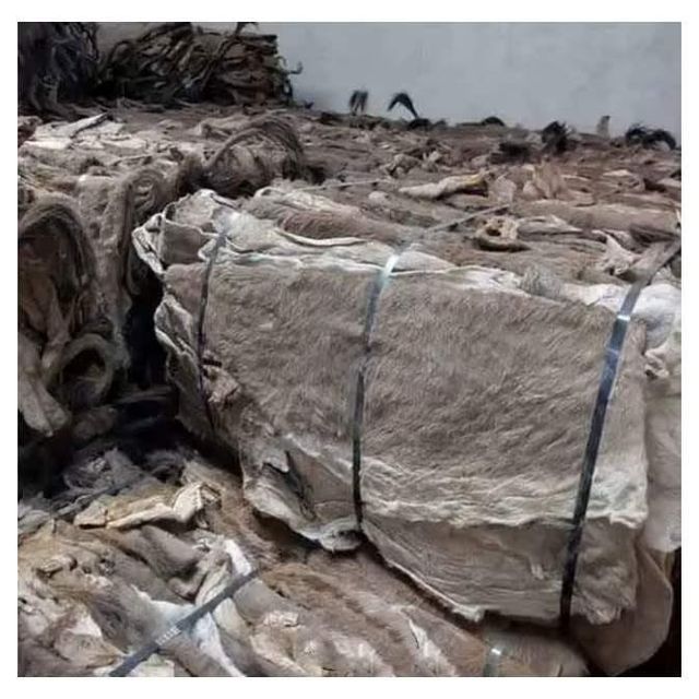 Best Quality Wet Salted Cow Hides and Cow Head Skin - Image 1