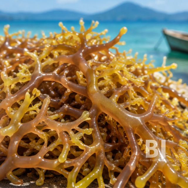 Eucheuma Cottonii Seaweed – Standard, Premium & Bleached Grade – product photo 4, product detail gallery
