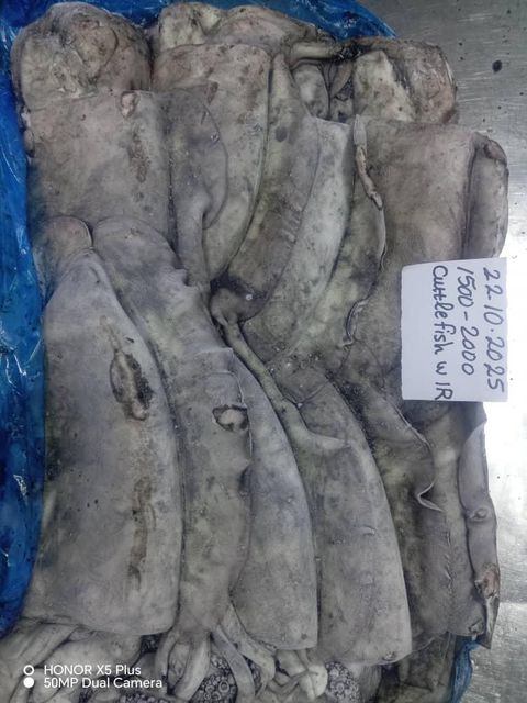 Frozen Cuttle Fish (High Quality, Yemeni) Texture Firm Flavor Superior Toxin Level Low Shipping Term Fob Total Cartons - Image 3