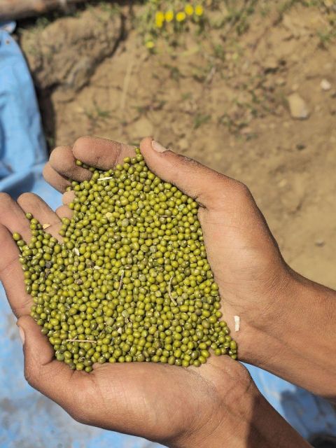 GREEN MUNG BEAN, ETHIOPIAN ORIGIN PURITY 98.5%, COLOR SORTED, NON GMO - Image 1