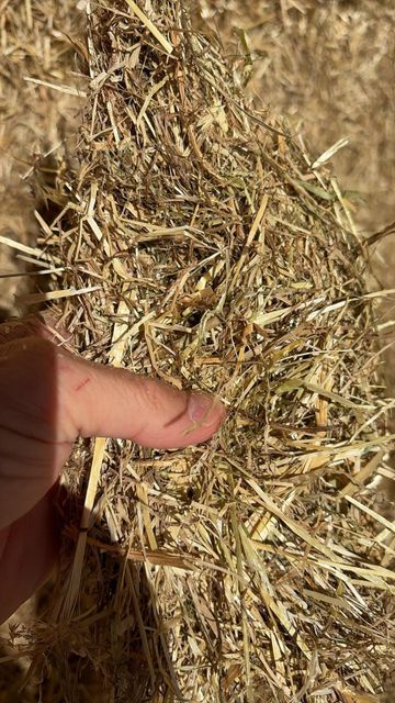 Hay Grass - Image 4