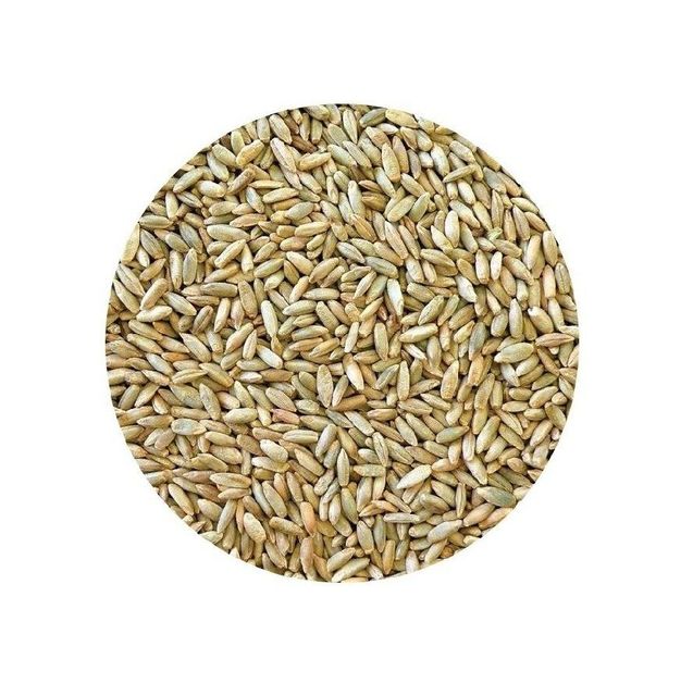 Best Factory Price of Natural Organic Rye Grains Available In Large Quantity - Image 1