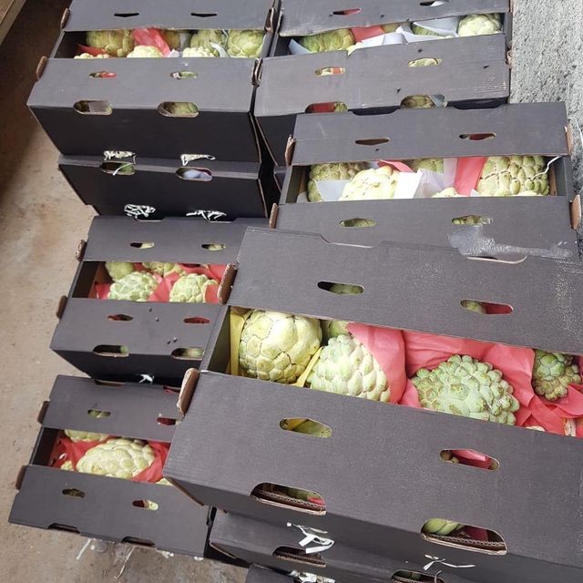 Custard Apple - Image 3