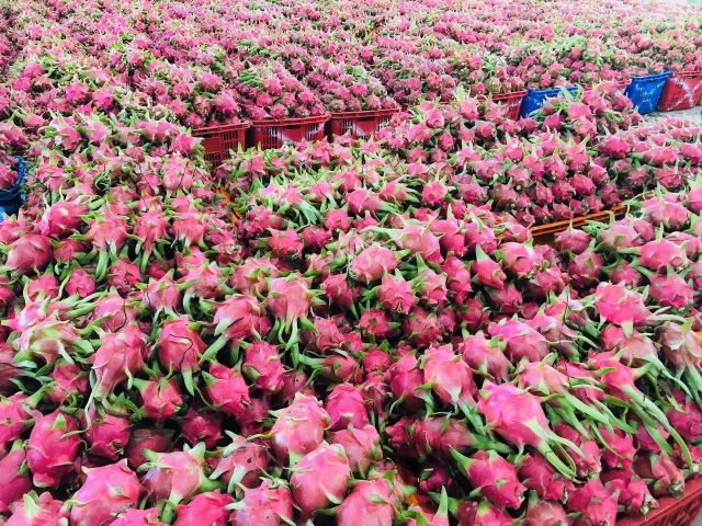 Fresh Dragon Fruit, Fresh Fruit (Thanh Long Vietnam) The Best Fresh Quality- WHATSAP 0084 989 322 607 – product photo 6, product detail gallery