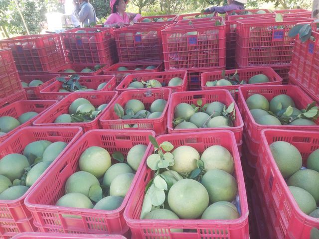Wholesale High Quality New Harvest Fresh Sweet Taste POMELO grapefruit citrus fruits from Viet Nam - Whatsap 0084989322607 - Image 5
