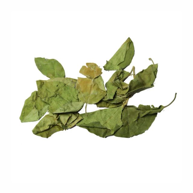 Gymnema sylvestre Leaves, For Herbal Tea, Naturally Dried, India - Image 3