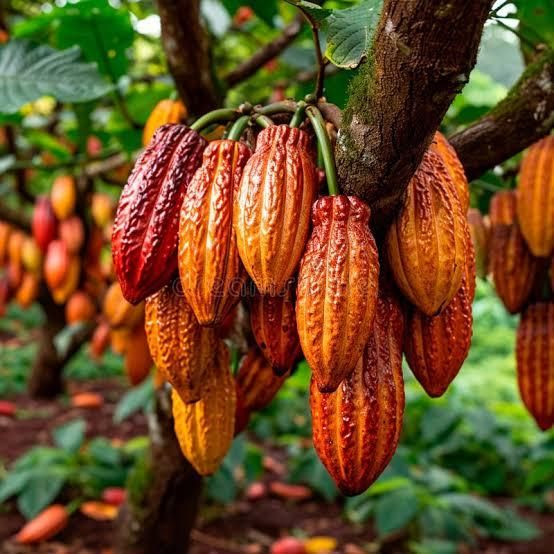 Fresh Cocoa pods Origin Uganda Packaging Sacks Place of Origin Uganda Butterfat Content High Soil Type Rich, Volcanic Soil - Image 4