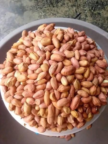 Highest Quality Organic Java Peanut Groundnut 100% Natural Wholesale Selling Bulk Supplier for Bulk Buyers - Image 5