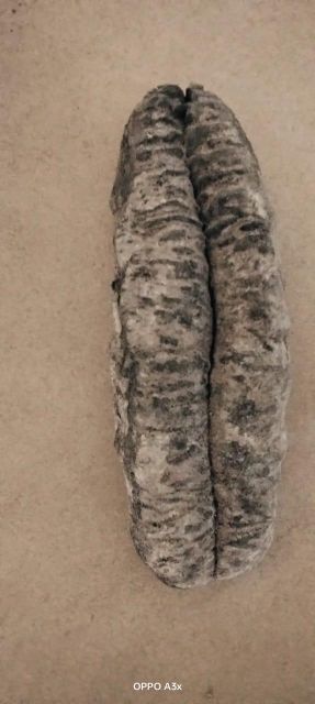 Dried Sea cucumbers - Image 8