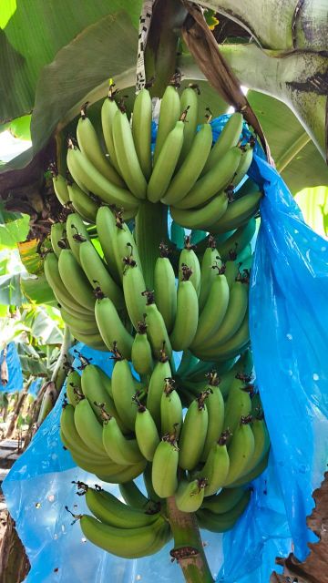 G9 Cavendish Banana - Image 2