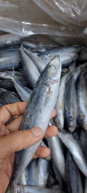 Seafood Fresh Frozen Whole Layang Scad fish for Sea Fish Buyers - Image 4