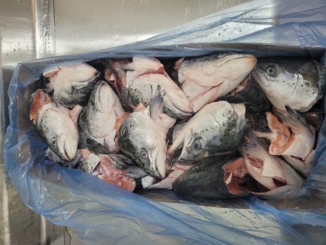 Frozen Salmon heads for export CIP Main port Asia - Image 3