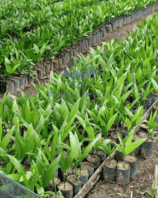 Betel nut seed / seed of areca nut Certification By request - Image 1