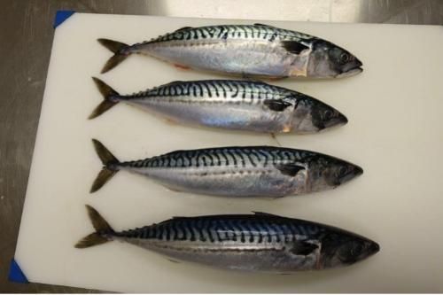 Atlantic mackerel (Scomber scombrus) - Image 1