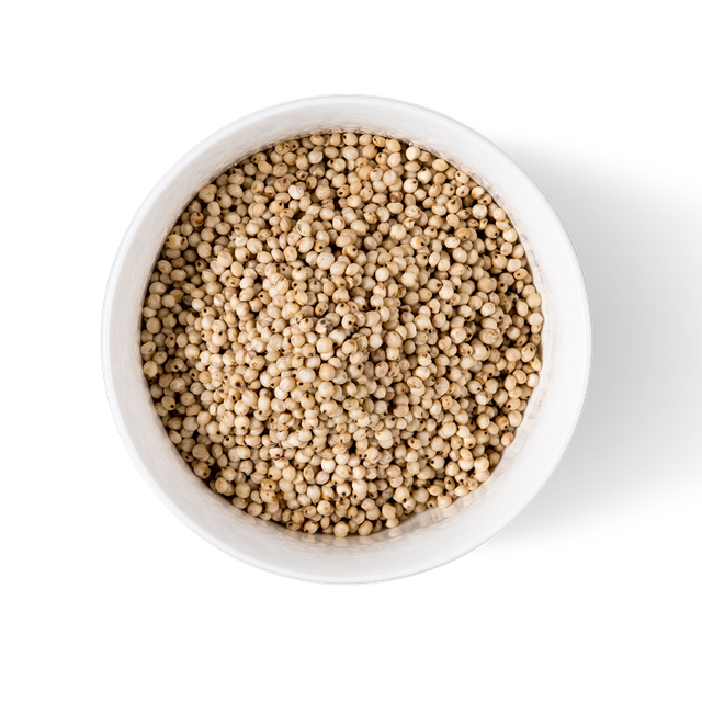 Sorghum grains with high nutritional value suitable for processing and milling - Image 1