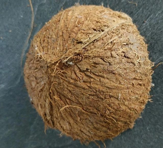 High Quality Raw Coconut Shell Natural Coconut Shell Bulk Material for Charcoal Processing Export - Image 5