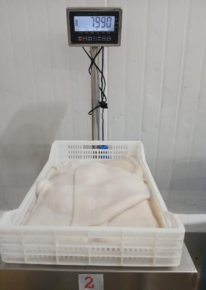 Frozen Giant squid fillet - Image 2