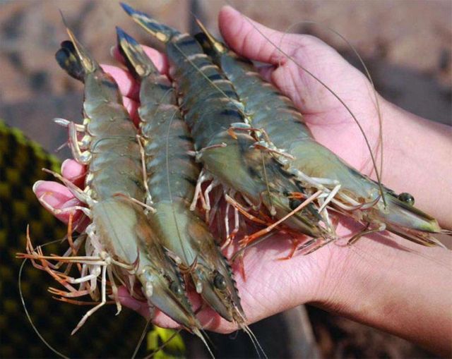 High quality wholesale Fresh Tiger Prawns/wild Shrimps/chilled Seafood. FROZEN FRESH BLACK TIGER SHRIMP - Image 3