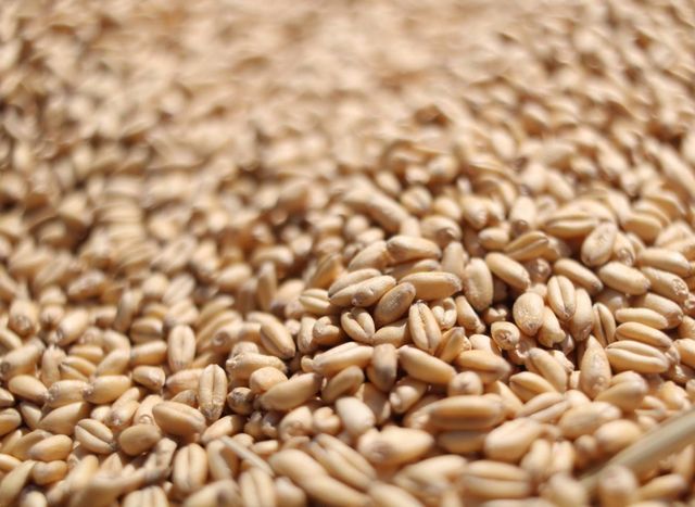 High Quality Wholesale Supplier Organic Whole Wheat Grain for Sale in Reasonable Price - Image 4