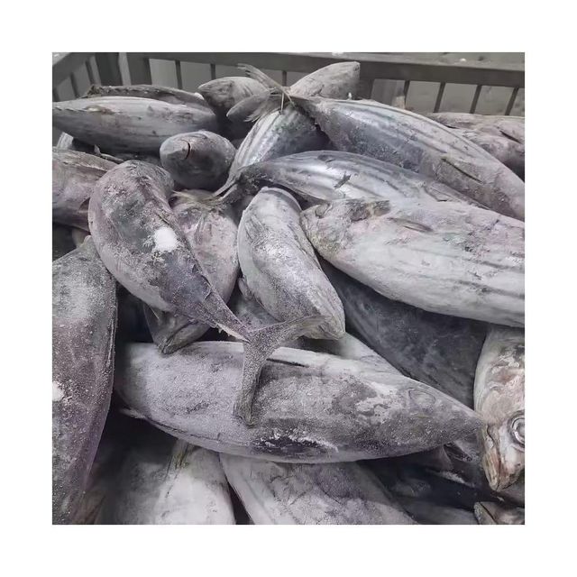 frozen black skipjack Flavor Rich Texture Firm Origin Thailand Shelf Life Long Grade AA, Premium Place of Origin THAILAND - Image 2