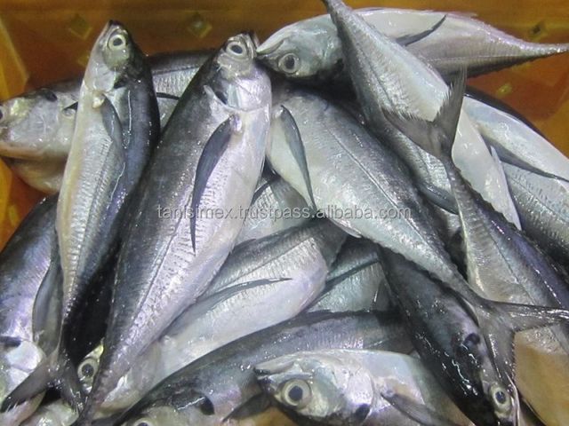 Top product competitive price frozen horse mackerel wholesales in vietnam - Image 3