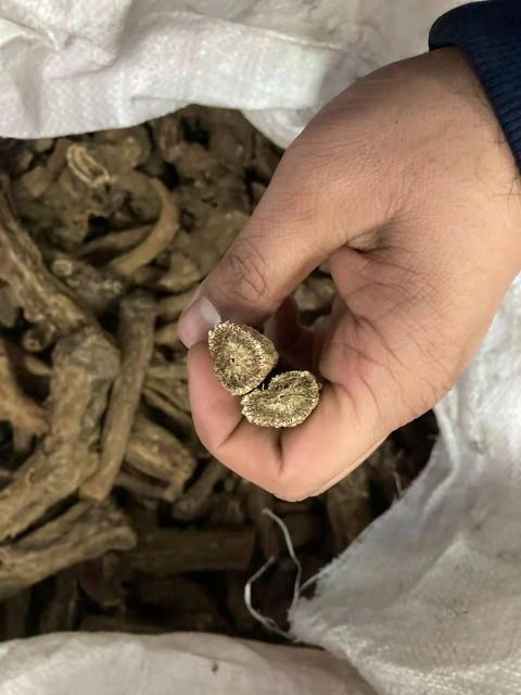 Costus root Kuth Qust al-Hindi Type costus root - Image 4