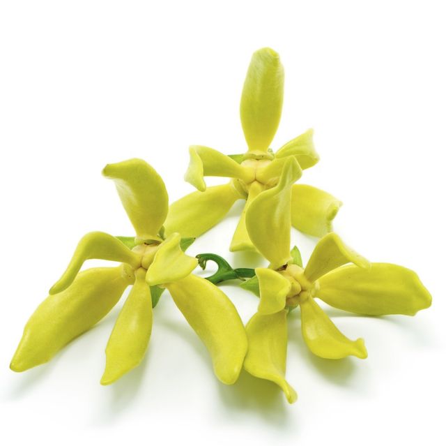 100% Pure Natural Ylang Ylang Extra Essential Oil Grade Therapeutic Grade Packaging Aluminium Bottles, Glass Bottles, Plastic Drums, G.I. Drums - Image 3