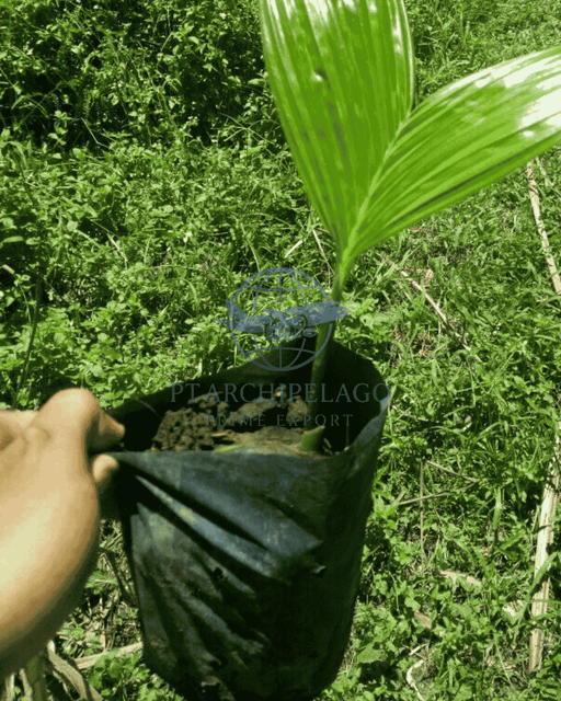 Betel nut seed / seed of areca nut Certification By request - Image 4