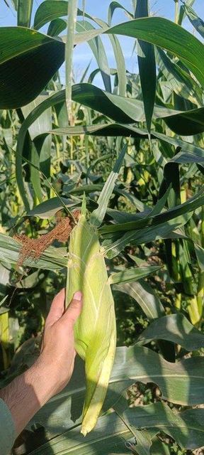Fresh sweet corn - Image 1