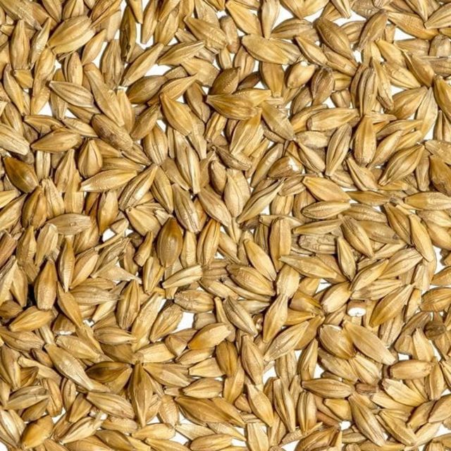 Premium Barley Grain Packed With Essential Nutrients And Barley Kernels For Bulk Export And Industrial Production - Image 4