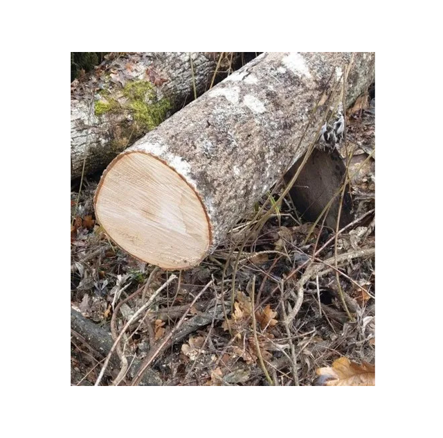 Factory Direct Ash Saw Logs – Large Diameter Custom Length Transport Destination Worldwide - Image 1