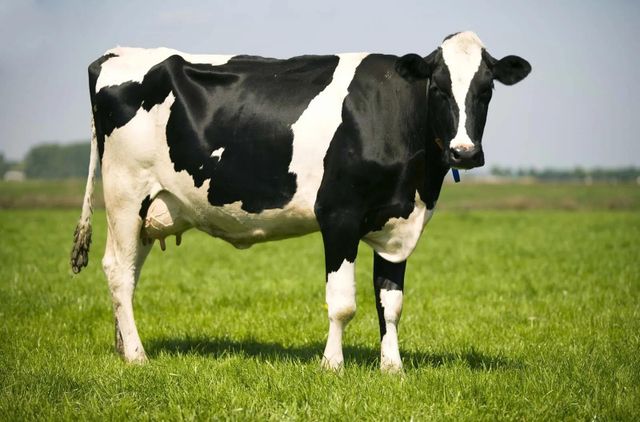 Healthy Live Holstein Cows Ready For Dairy Production With Excellent Genetics And Strong Daily Milk Performance - Image 3