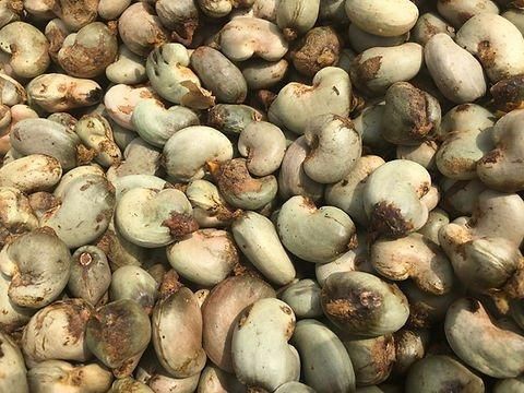 Raw cashew nuts and kernel - Image 4