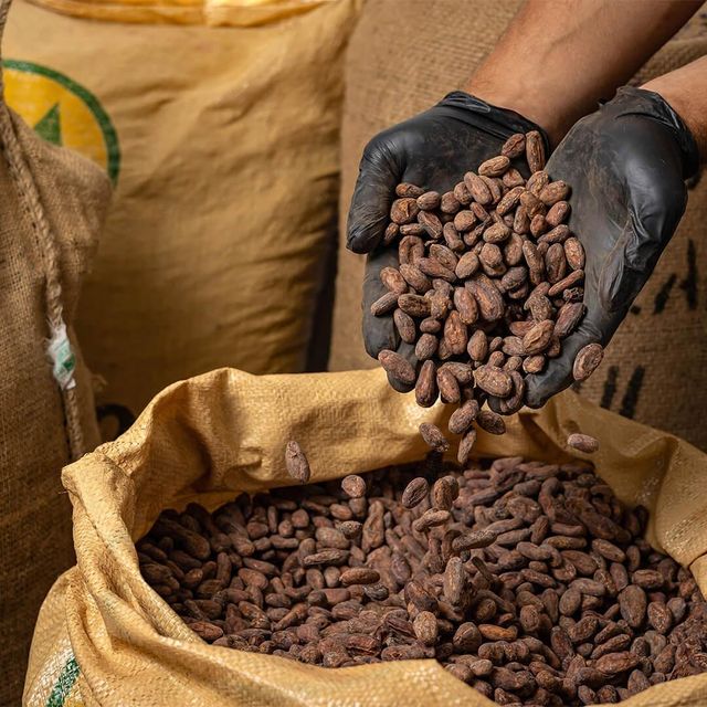 Premium Cocoa Beans Export Grade | Whole Beans | 25kg and 50kg Bags | Bulk Supply – product photo 3, product detail gallery