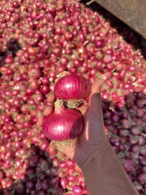 FRESH ONION, Origin India Place of Origin NASHIK INDIA Quality ALL VERAITY, HIGH QUALITY Features Vegan, sustainablly cultivated - Image 1