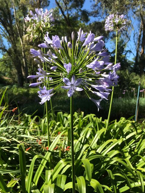 Agapanthus praecox - Image 1