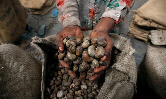 Raw Cashew Kernels for Retail Packaging Food Manufacturing and Businesses Seeking Competitive Nut Prices - Image 2