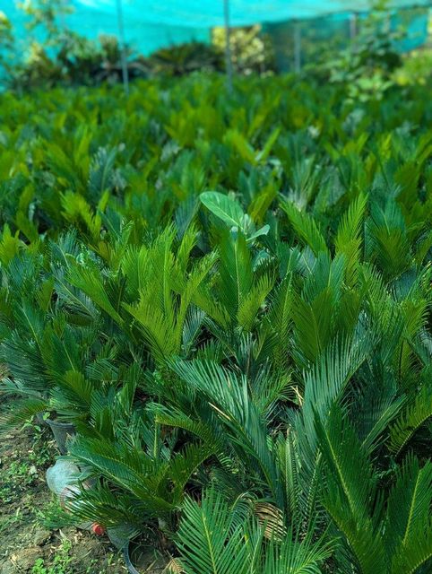 Sago palm lush green plants available 🇵🇰 almost 10000plants available – product photo 5, product detail gallery