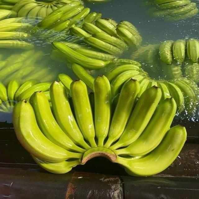 Reliable Green Cavendish Banana Fresh Produce With Consistent Quality Natural Flavor Firm Texture And Competitive – product photo 3, product detail gallery