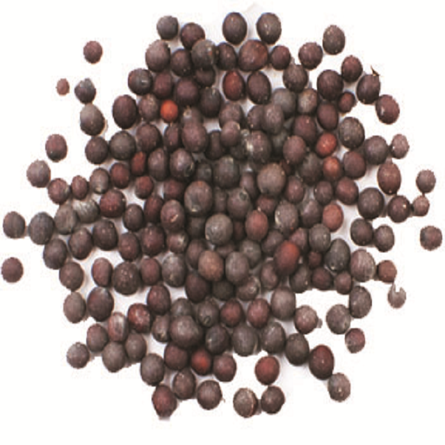 Black Mustard Seeds Single Herbs Spice High Quality Mustard Seeds Custom Packaging Wholesale Black Mustard seed Trusted Supplier - Image 1