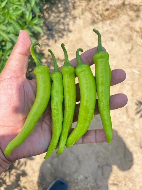 Green chillies Place of Origin Pakistan Packaging Depends on buyer - Image 3