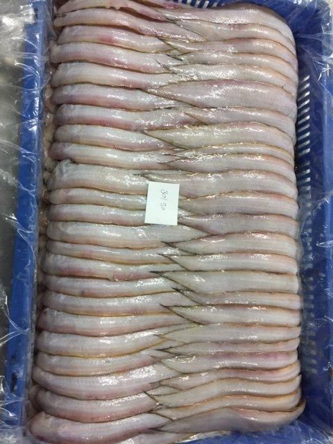 INDIAN FISH FROZEN SOLE FISH INDIAN SEAFOOD EXPORT Grade A Content NA Shape Piece Style FROZEN Packaging Box Ingredients - Image 4