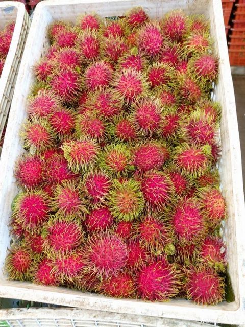 Rambutan (Ngor) - Image 1