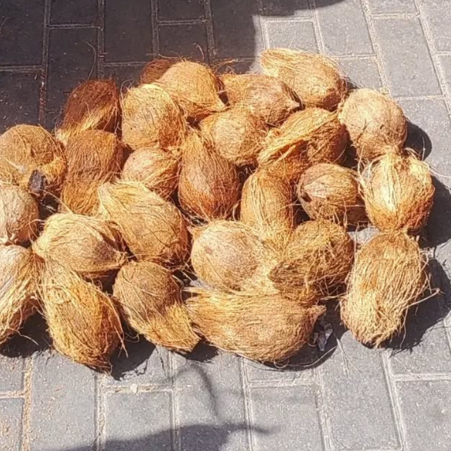 Semi Husk Coconut - Image 2
