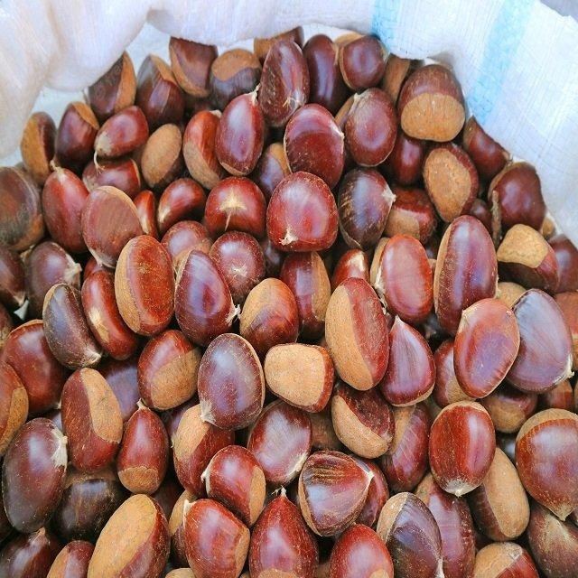 Reliable Chestnuts Whole Nuts Fresh Soft Texture Natural Sweet Flavor Ideal For Roasting Cooking And Food Processing Use Buy Today Fast Delivery Premium Quality Wholesale - Image 1