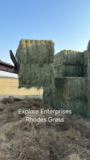 Rhodes Grass - Image 2