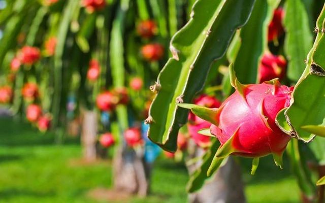 High Nutrition Tropical Fruits Sweet Taste Low Fats Rich in antioxidants Red Dragon Fruits Yellow Dragon Fruits - Image 2