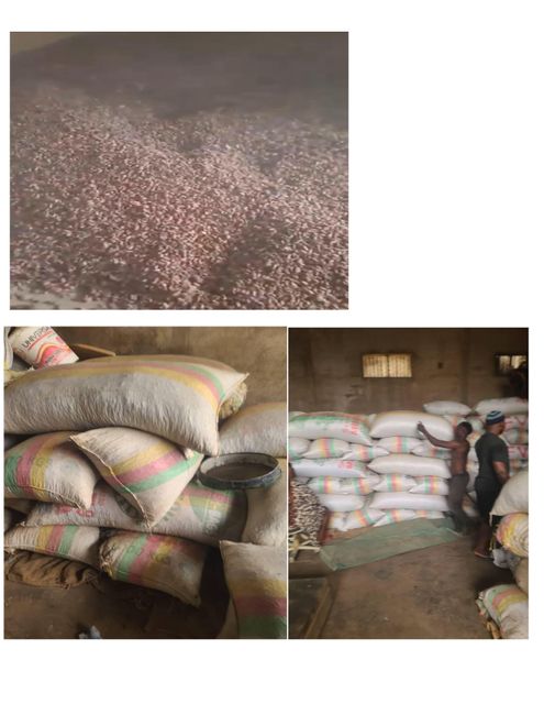 Cocoa Beans Color DARK BROWN Shelf Life 2YEARS Packaging 50-100KG BAGS Drying Process SUN DRIED Place of Origin - Image 4